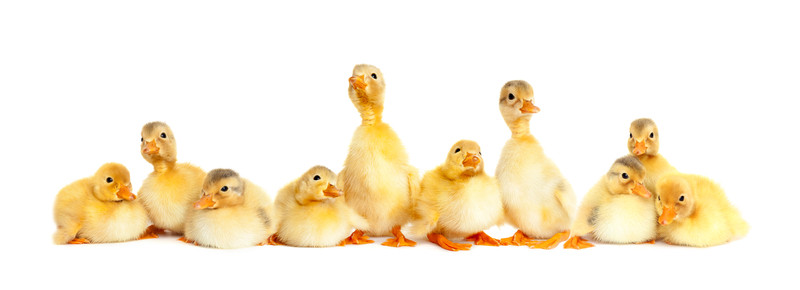 Creating Great Infographics: How To Get Your Ducks in a Row